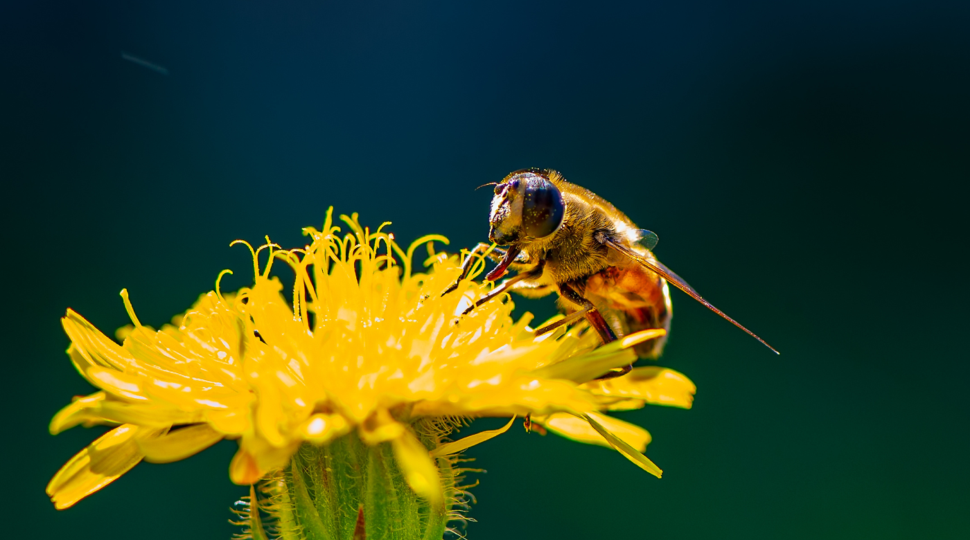 Biene auf Bluete. Foto: © APHOTOSTUDIO - stock.adobe.com