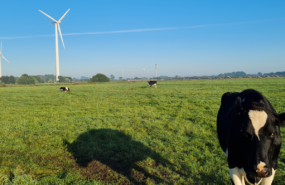 Kuh mit Windenergieanlage in Ellhoeft, Foto: Anke Ortmann