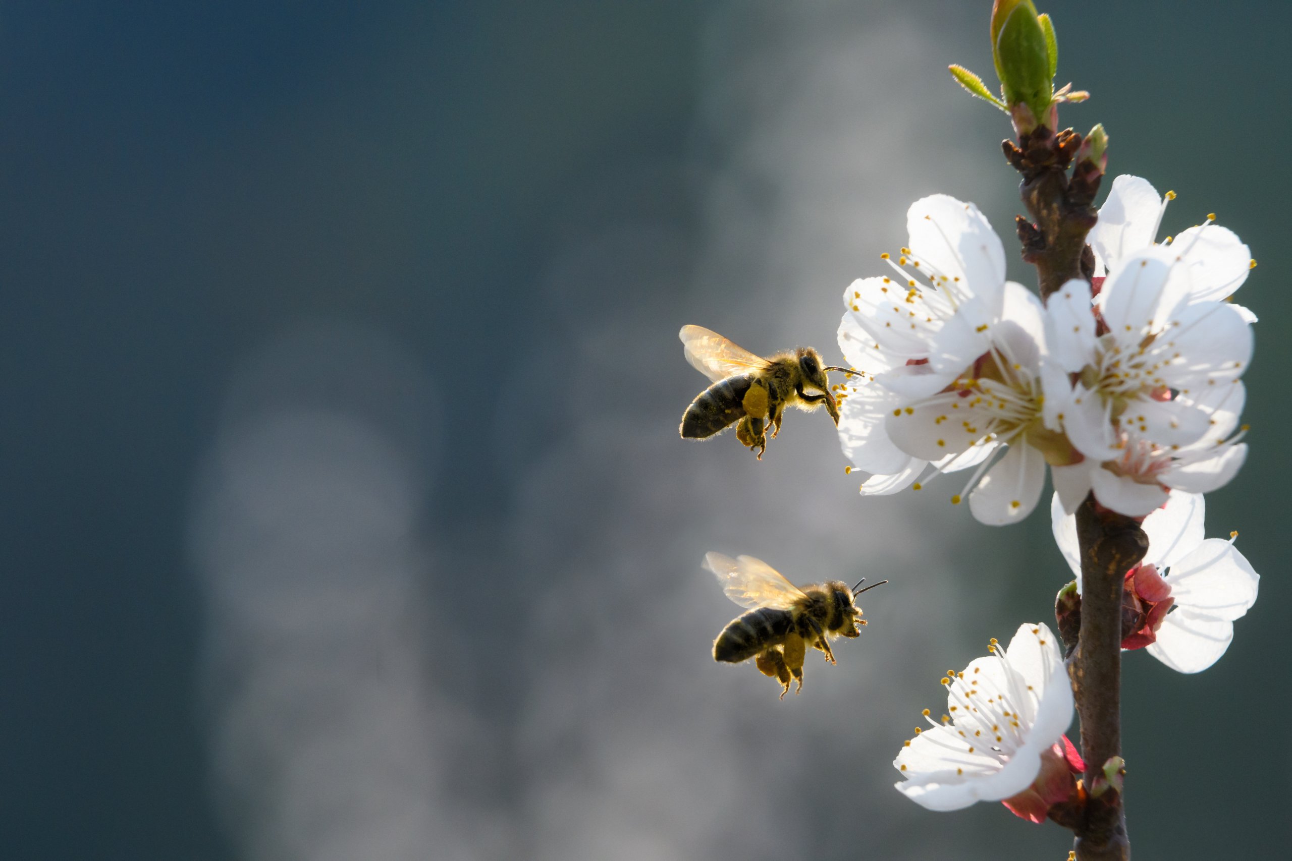 Zwei Bienen im Anflug auf die Blüten eines Aprikosenbaumes
