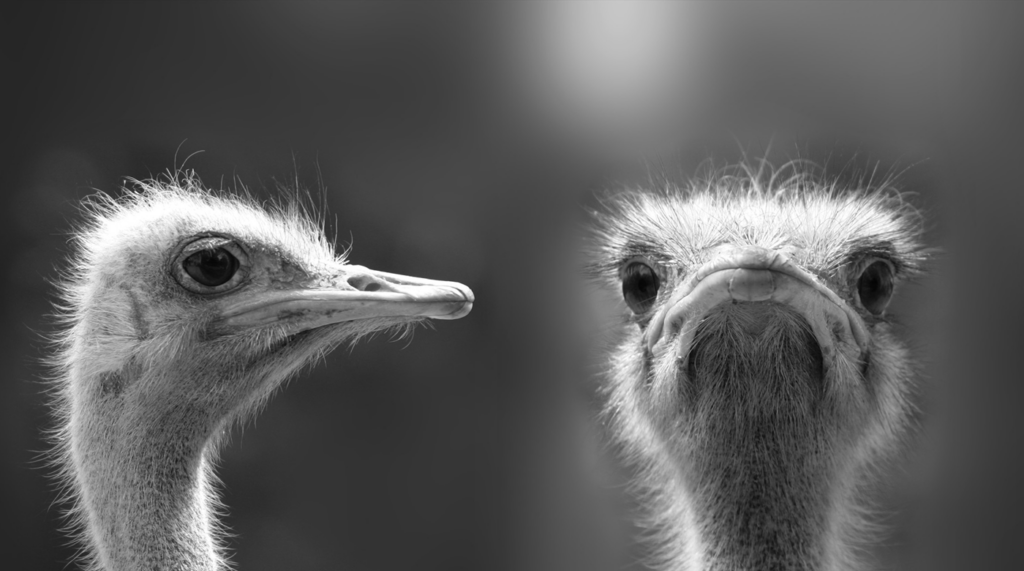 Zwei Straußenvögel, Foto: © Christian Rehrmann – adobestock.com