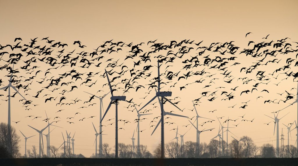 vögel windenergie