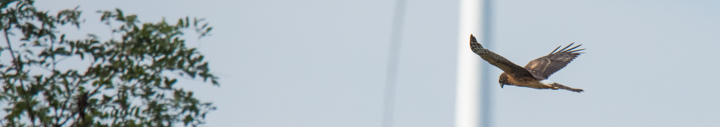 Greifvogel im Flug vor WIndenergieanlage, ©John - stock.adobe.com
