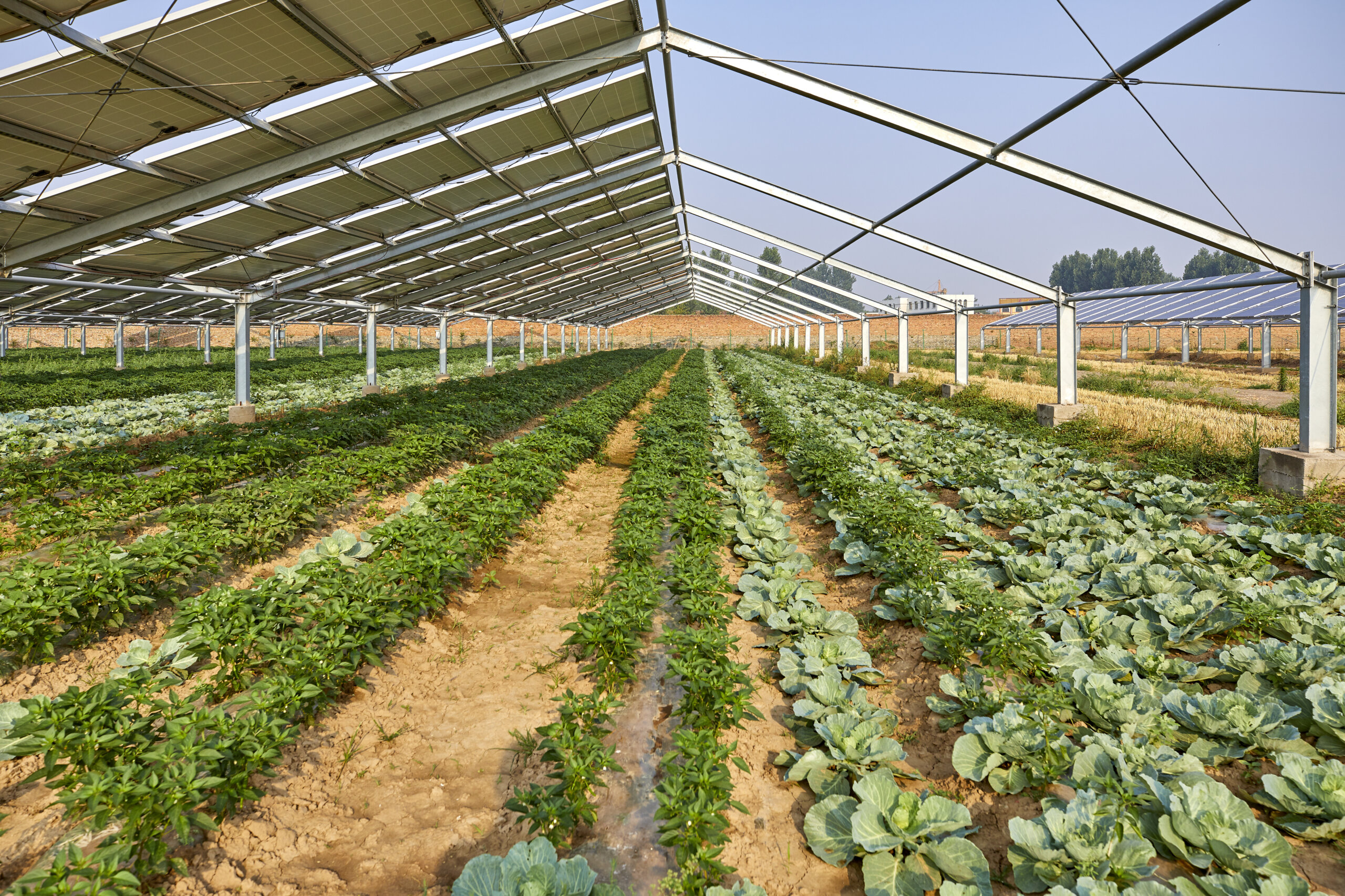 Photovoltaik und Landwirtschaft, Foto: ©jeson - stock.adobe.com