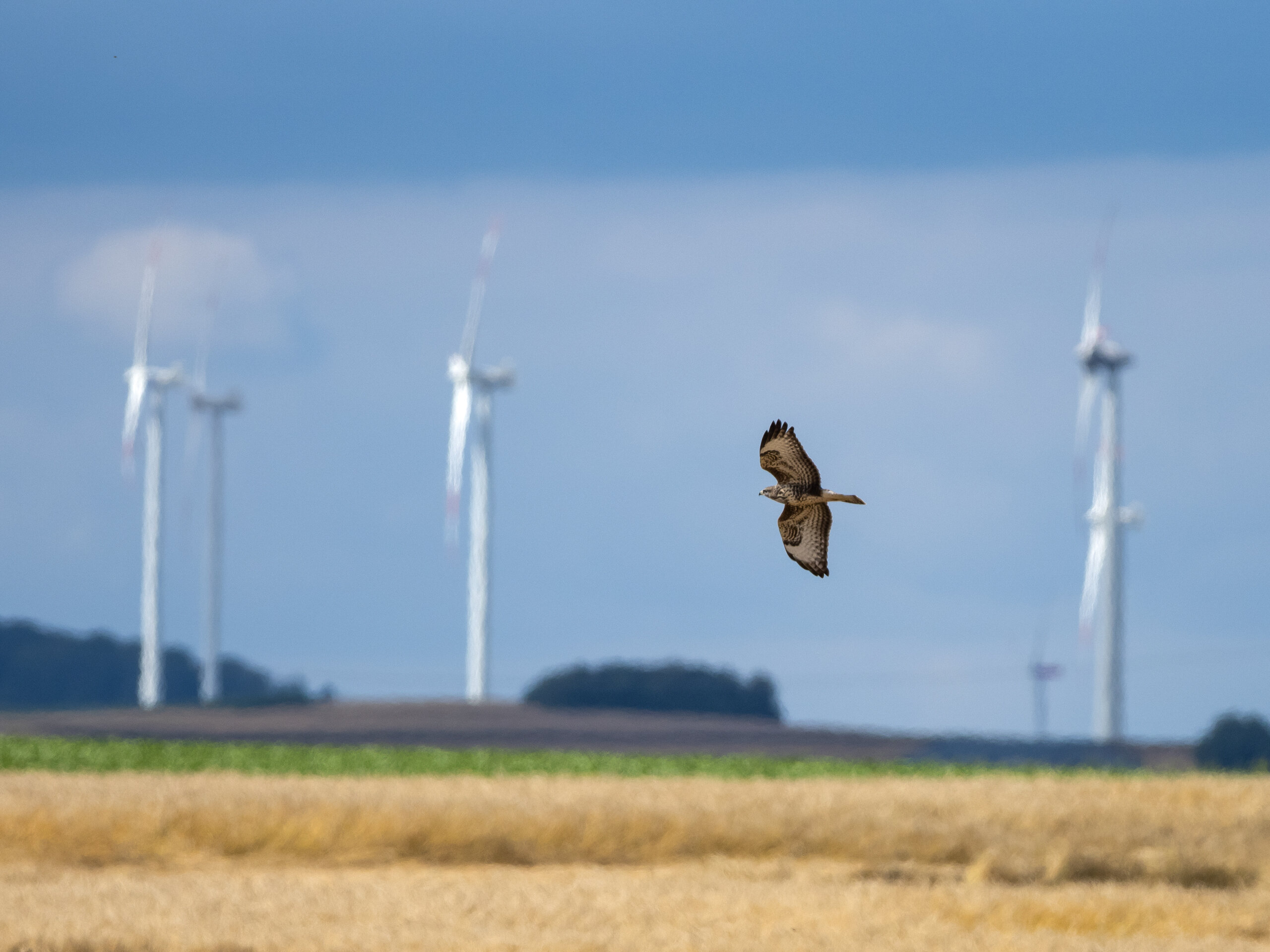 Greifvogel vor Windkraftanlage, Foto: © Manfred Stöber – adobestock.com