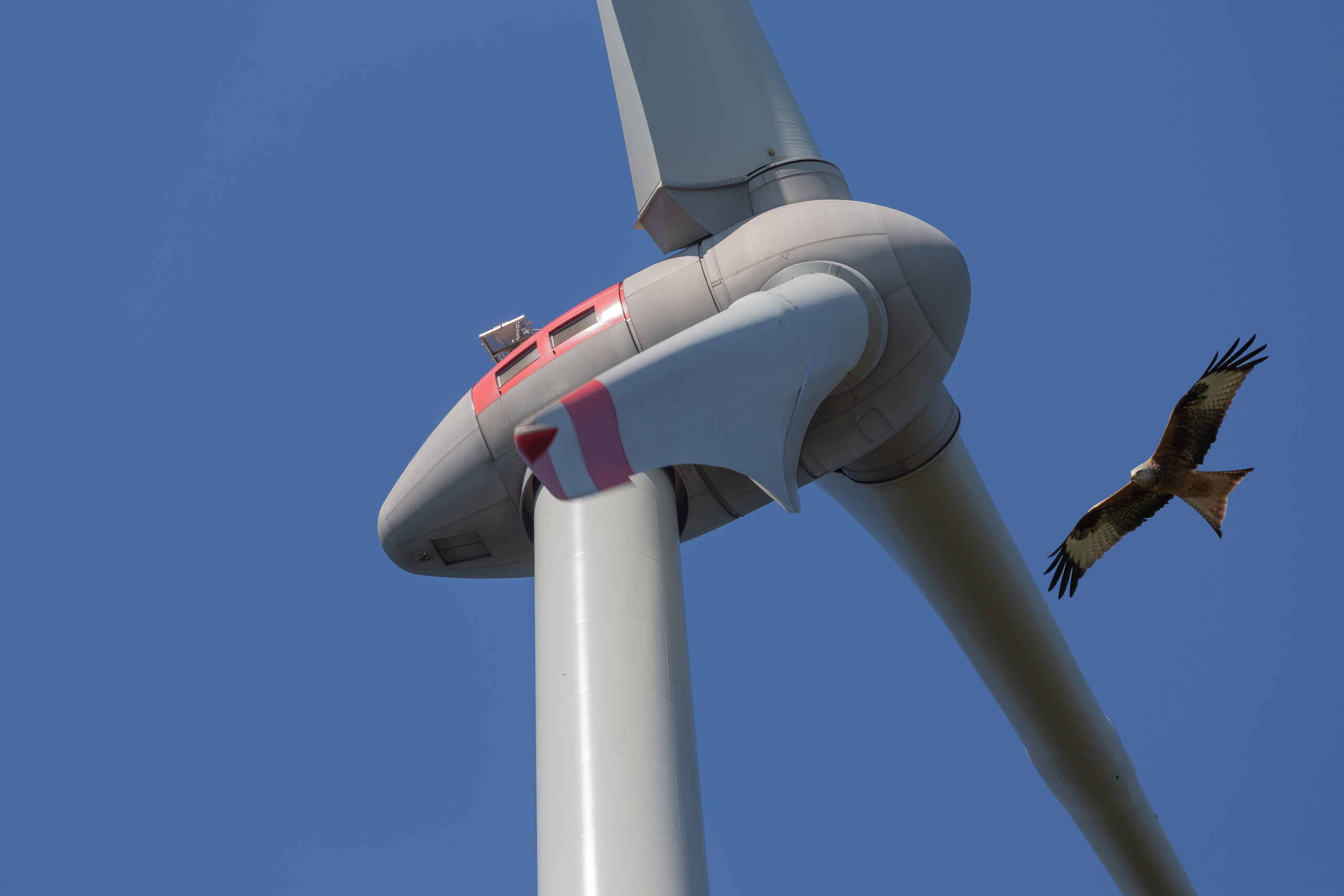 Windenergieanlage mit Rotmilan, © Kara - adobe.stock.com