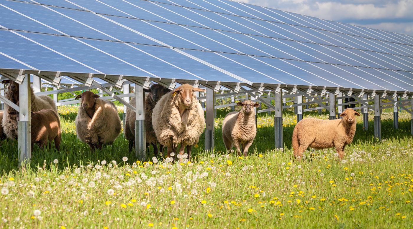 Schafe unter Solarmodulen, Foto: hykoe