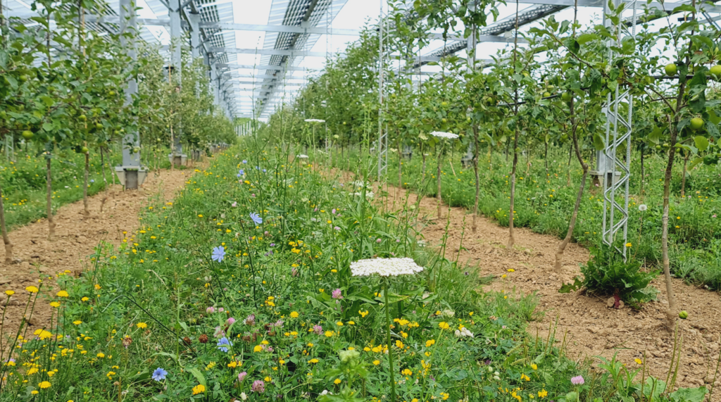 Agri-Photovoltaik und ökologischer Obstanbau