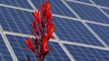 Solarpark mit roter Blume