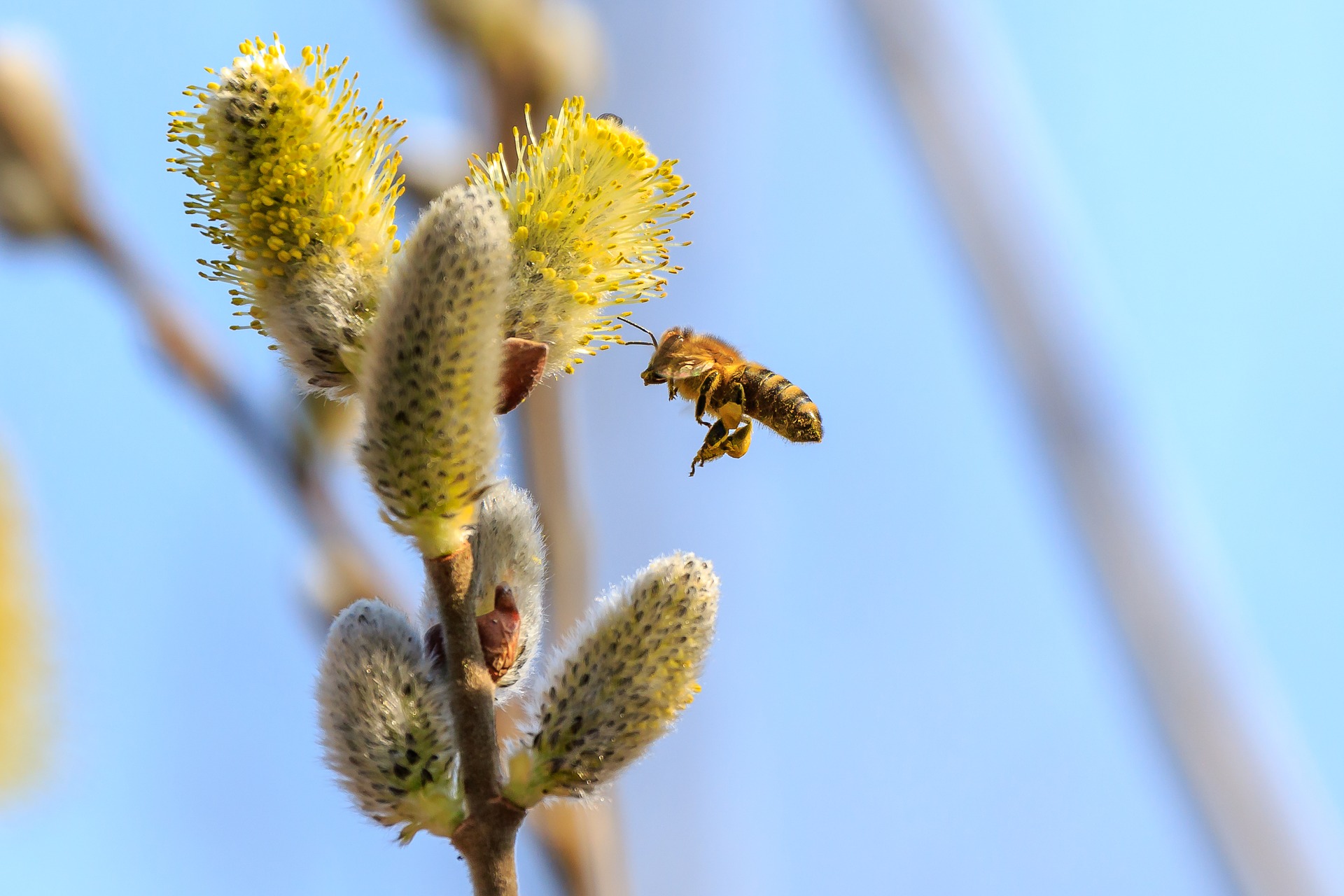 Biene fliegt zur Pflanze